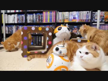 【マンチカンズ】スターウォーズにゃんこ