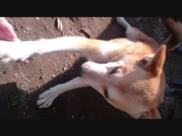 あまりお手をしない愛犬が力強くお手をした❗