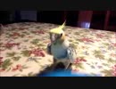 作曲家になったオカメインコ
