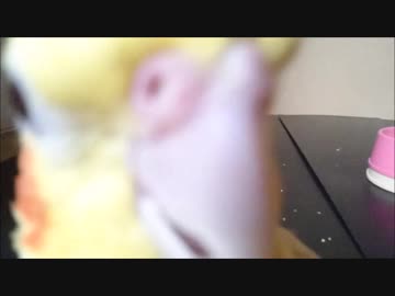 ご飯は普通に食べて欲しい飼い主とインコ