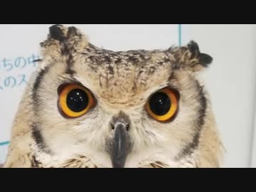 アーレイちゃんす香