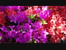 Colorful Flowers　ｂｙ　鮎瀬陽介