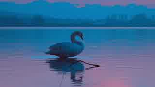 Swan On Lake　板橋秀希