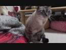 【Jean & Pont 1016】そして日常に戻る5匹の保護猫たちまた一歩前へ