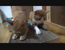 段ボール爪とぎを保護猫宅へ移籍してみた結果