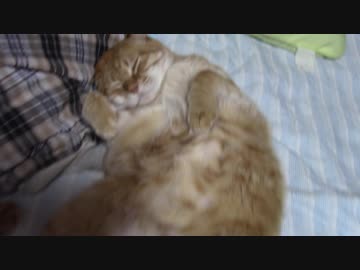 拾いねこ＠生後2121/2088日目　アコさんが可愛くて