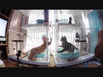 【Jean &amp; Pont 1017】あんずちゃん＆チャコちゃんのトレーニング