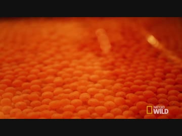 ワイルド_ライフ with バーティ・グレゴリー ep13