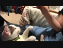 真剣白刃取りする猫