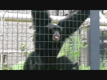 「smooooch・∀・」を叫ぶフクロテナガザル【東山動植物園】