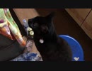 【切ない】亡くなった妹猫を探す黒猫