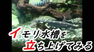 人気の あかはらいもり 動画 47本 ニコニコ動画