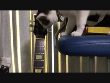 お父さんのいない隙にギターを弾く猫
