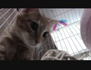 【Jean & Pont 1020】チャコちゃんの慣れ方があんずちゃんを超えた？