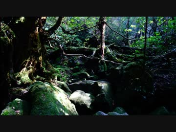 1750市区町村制覇第101話【鹿児島県編7・屋久島】