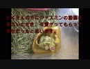 ハムスター　別れと出会い。