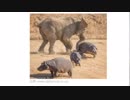 【シャドバ】 最強の動物NO.1決定戦　ゾウ編 【GW企画】