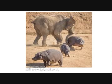 【シャドバ】 最強の動物NO.1決定戦　ゾウ編 【GW企画】