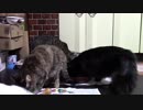 こんしゅうのおやつ【蒼民家の猫々】