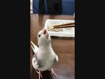 なかなかご飯を食べさせてもらえないオカメインコ