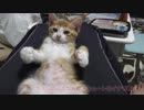 妹猫にちゅぱちゅぱ吸われたお腹の跡