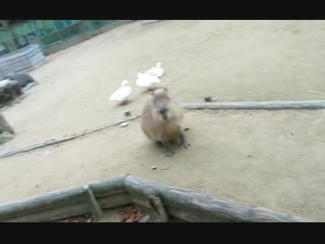 カピバラさんをたっぷりとなでなでしました！