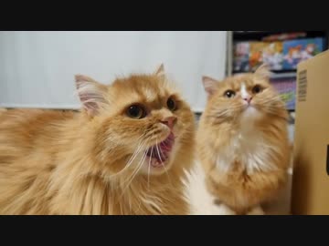 【マンチカンズ】短足ニャンコ達のおやつタイム