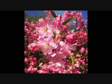 ももいろのせかい【春のアンディー音まつり】