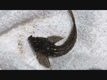 釣り動画ロマンを求めて 151釣目（アイクル）