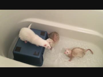 お風呂嫌い克服　お風呂に挑戦！！～お風呂で遊ぶ～フェレット【遊び方】