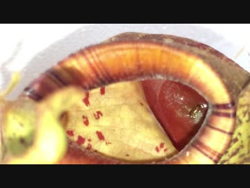 蟻戦争Ⅱ＃18 ウツボカズラに入ってしまったんですが、どうしたらいいですか？(虫)【アリと食虫植物➂】編