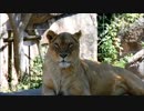ルナちゃんが見てるだけ / 天王寺動物園