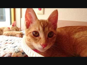 保護ねこ成長記録（10）保護64日目