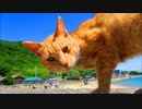 野良猫フォルダが火を噴くぜ「佐柳島編」