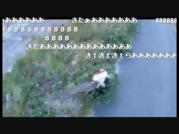 5.01 【魚釣り】日没までライギョやナマズ狙い