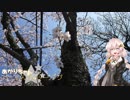 あかりちゃんと行く、のんびりツーリング【part6】伊豆高原花見編♯１