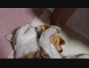ぬいぐるみを抱っこして寝る猫様
