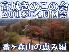 宮城きのこの会　4月例会　番ヶ森山の恵み　2018年4月22日 Mt.BANGAMORI TRAIL