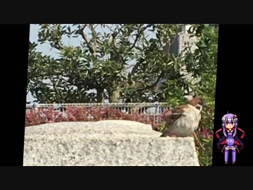 【VOICEROID車載】気晴らしドライブ行ってきます