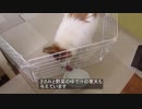食事が出てくると大はしゃぎするワンコ（パピヨン）