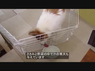 食事が出てくると大はしゃぎするワンコ（パピヨン）