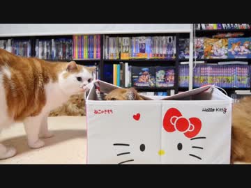 【マンチカンズ】キティちゃんの猫ハウス