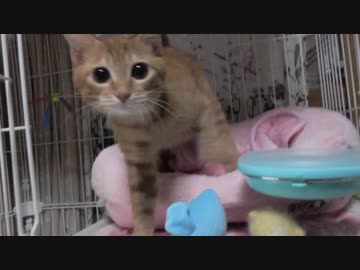 【Jean &amp; Pont 1033】チャコちゃんのケージ外生活の準備を始めます