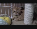 【Jean & Pont 1034】チャコちゃんがほぼ完全に慣れたと判断しました