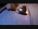 〔習性〕オモチャを見つけたら隠すカワウソ(ちぃたん☆)