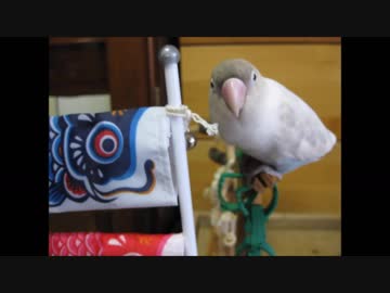 子供の日「鯉のぼりとチュン太さん」