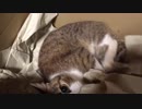 底辺絶望系男といっぴきのねこ 第8話「わらばんし」