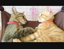 保護ねこ成長記録（11）保護65日目～66日目