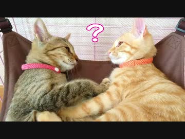 保護ねこ成長記録（11）保護65日目～66日目