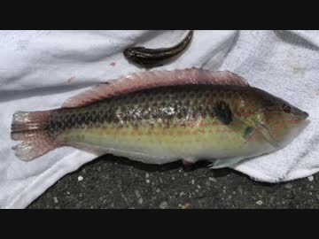 釣り動画ロマンを求めて 152釣目（ふれーゆ裏）